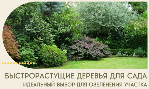 Быстрорастущие деревья для сада идеальный выбор в Сибае