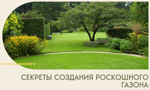 Секреты создания роскошного газона в Сибае